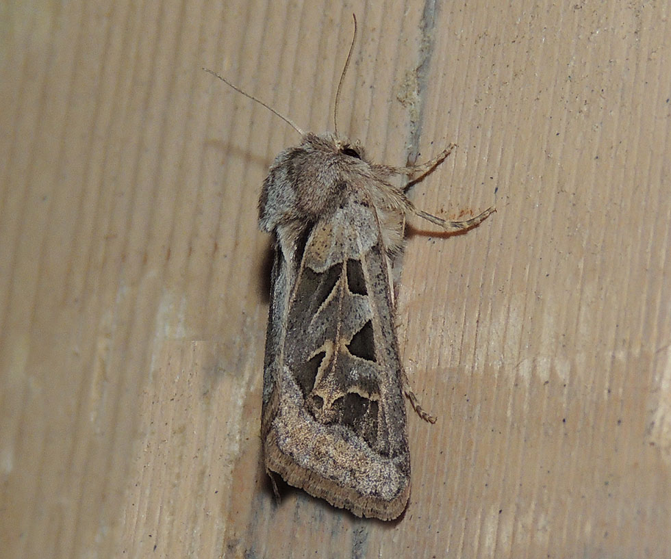 Episema glaucina Noctuidae